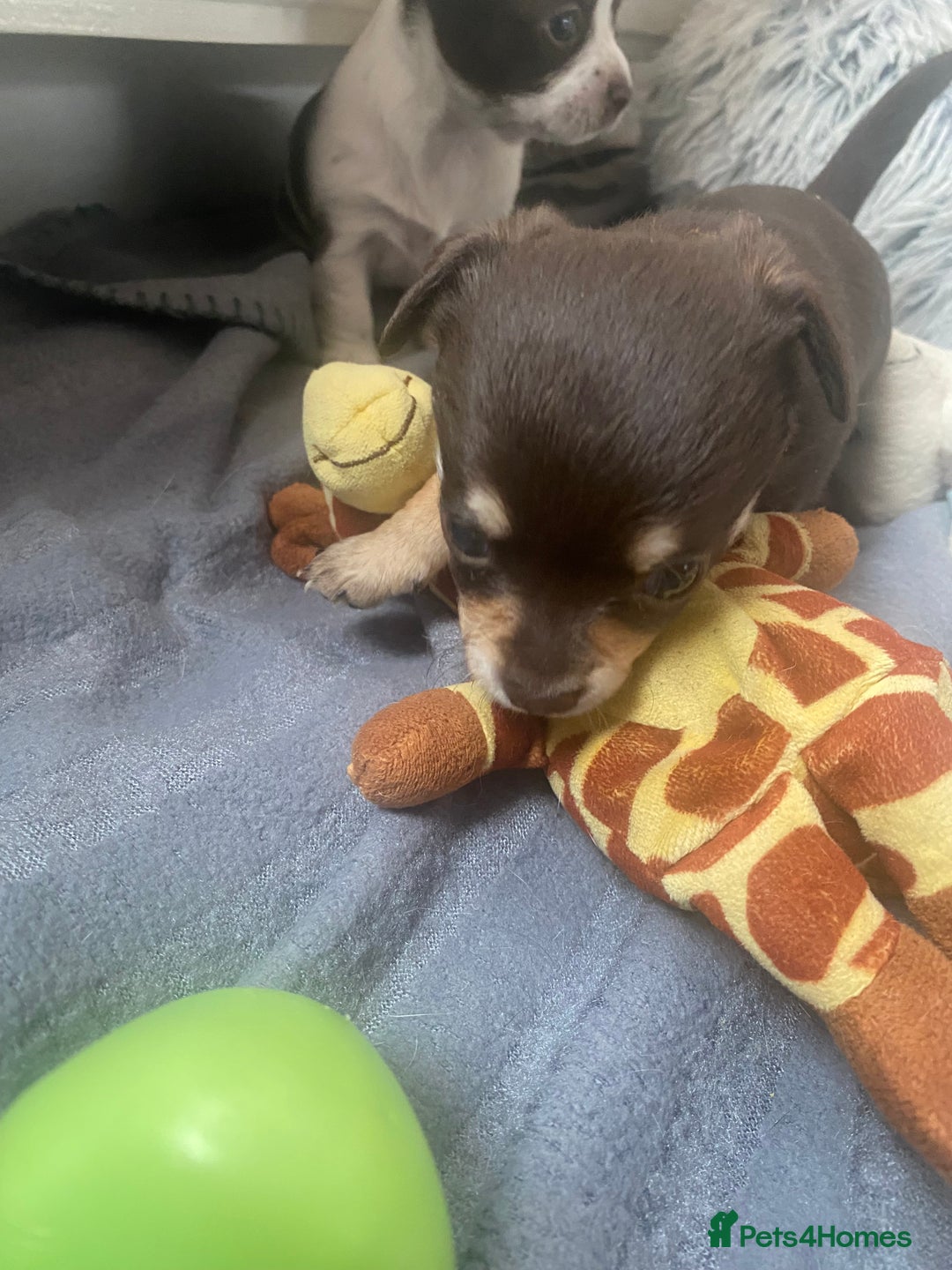 Chihuahua dogs for sale: Chihuahua - Full breed puppies - Image 6