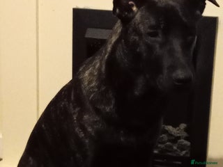 Belgian Shepherd Dog dogs Belgium malinois 6 month old - Advert 6