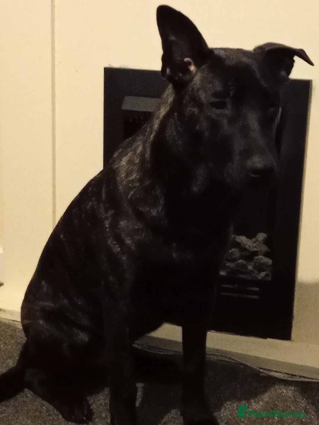 Belgian Shepherd Dog dogs for sale: Belgium malinois 10 month old - Advert 1