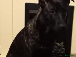 Belgian Shepherd Dog dogs Belgium malinois 6 month old - Advert 9