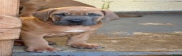 Boerboel dogs for sale: QUALITY NABBR REGISTERED PUPS!  - Advert 31