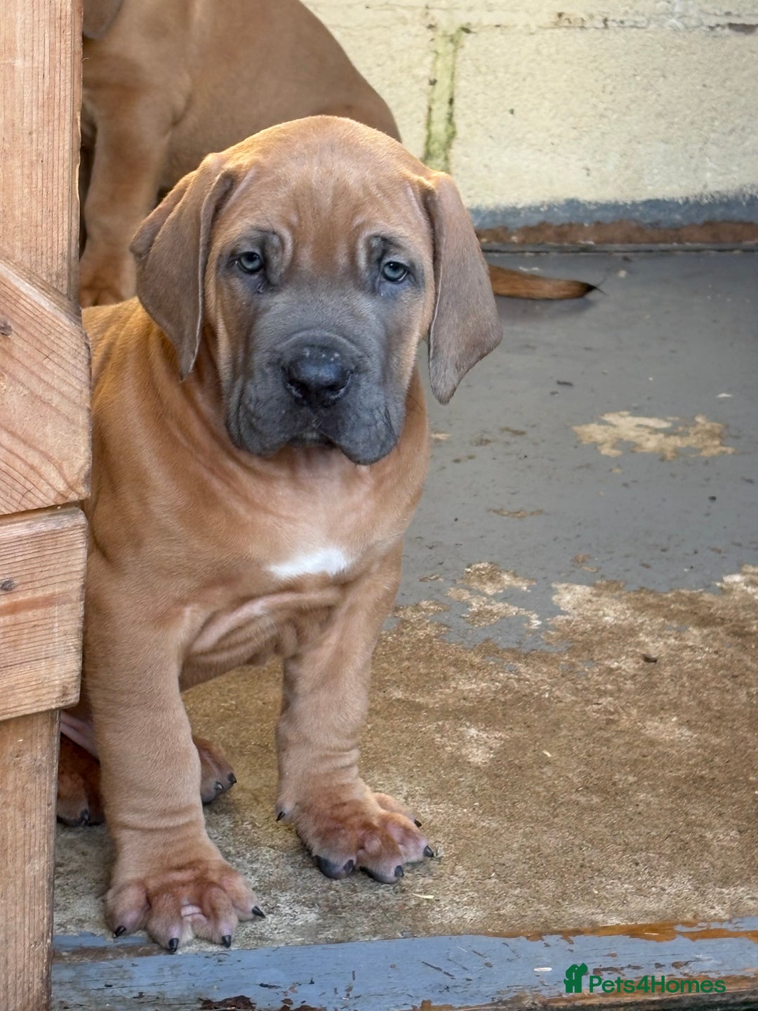 Boerboel dogs for sale: QUALITY NABBR REGISTERED PUPS!  - Advert 31