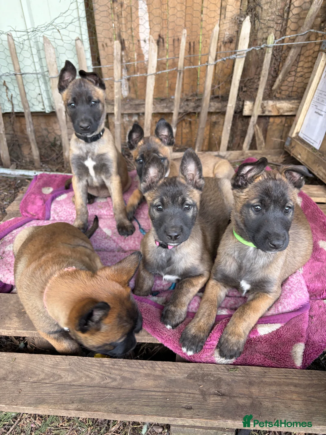 Belgian Shepherd Dog dogs for sale: belgian malnois shepard in Birmingham - Advert 1