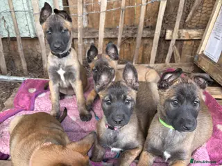 Belgian Shepherd Dog dogs belgian malnois shepard - Advert 13