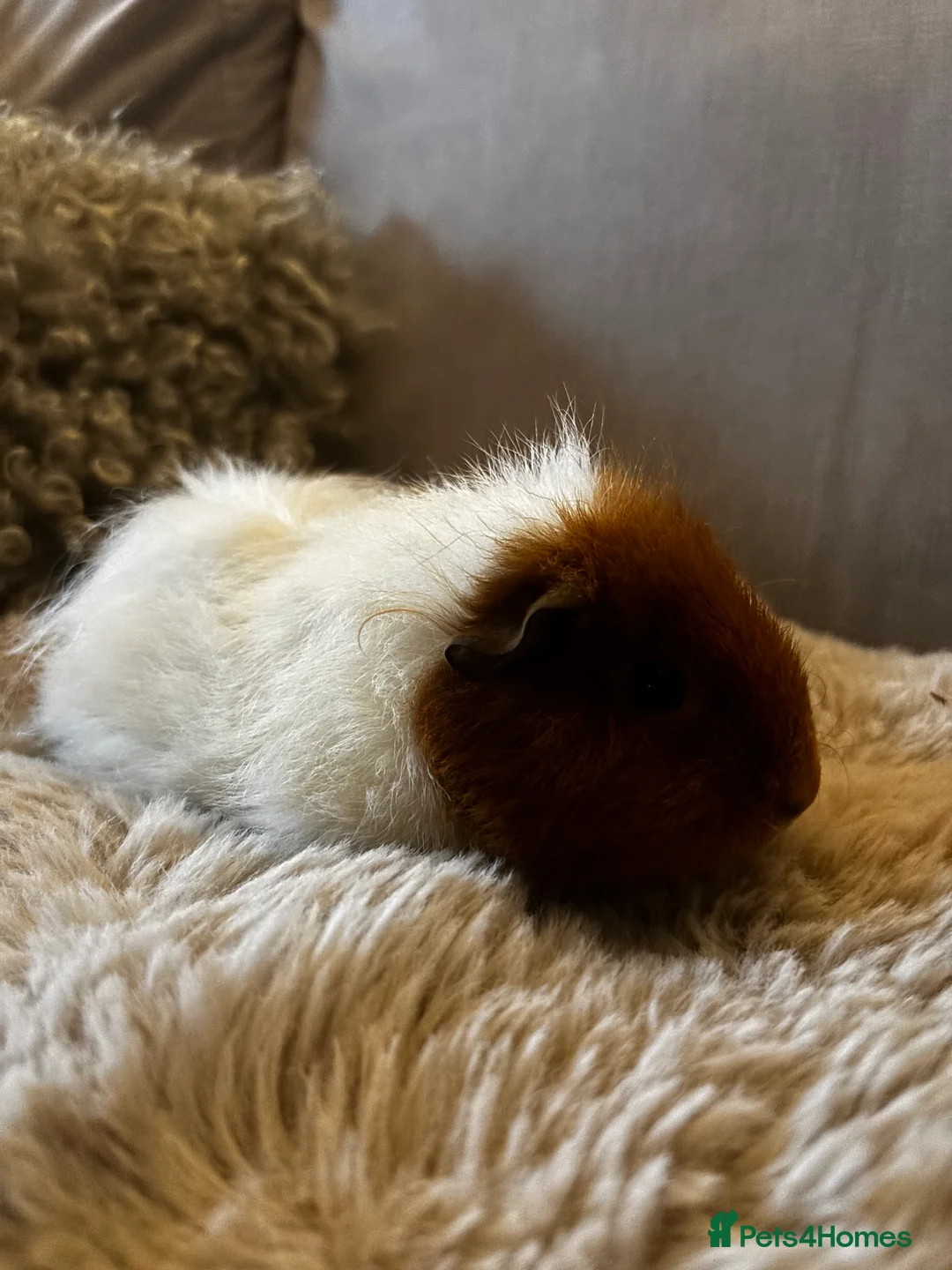 Guinea Pig rodents for sale: Female Guinea Pig  - Advert 4
