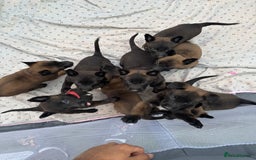 Belgian Shepherd Dog dogs for sale: Belgain malinois pups for sale  - Image 3