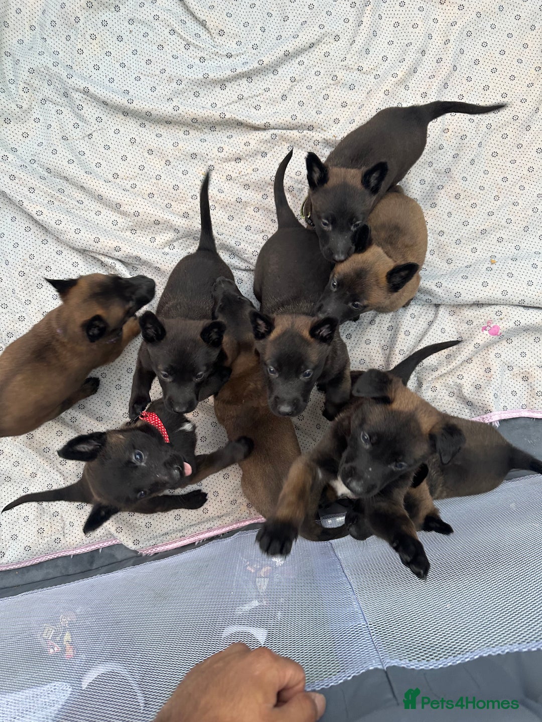 Belgian Shepherd Dog dogs for sale: Belgain malinois pups for sale  - Image 3