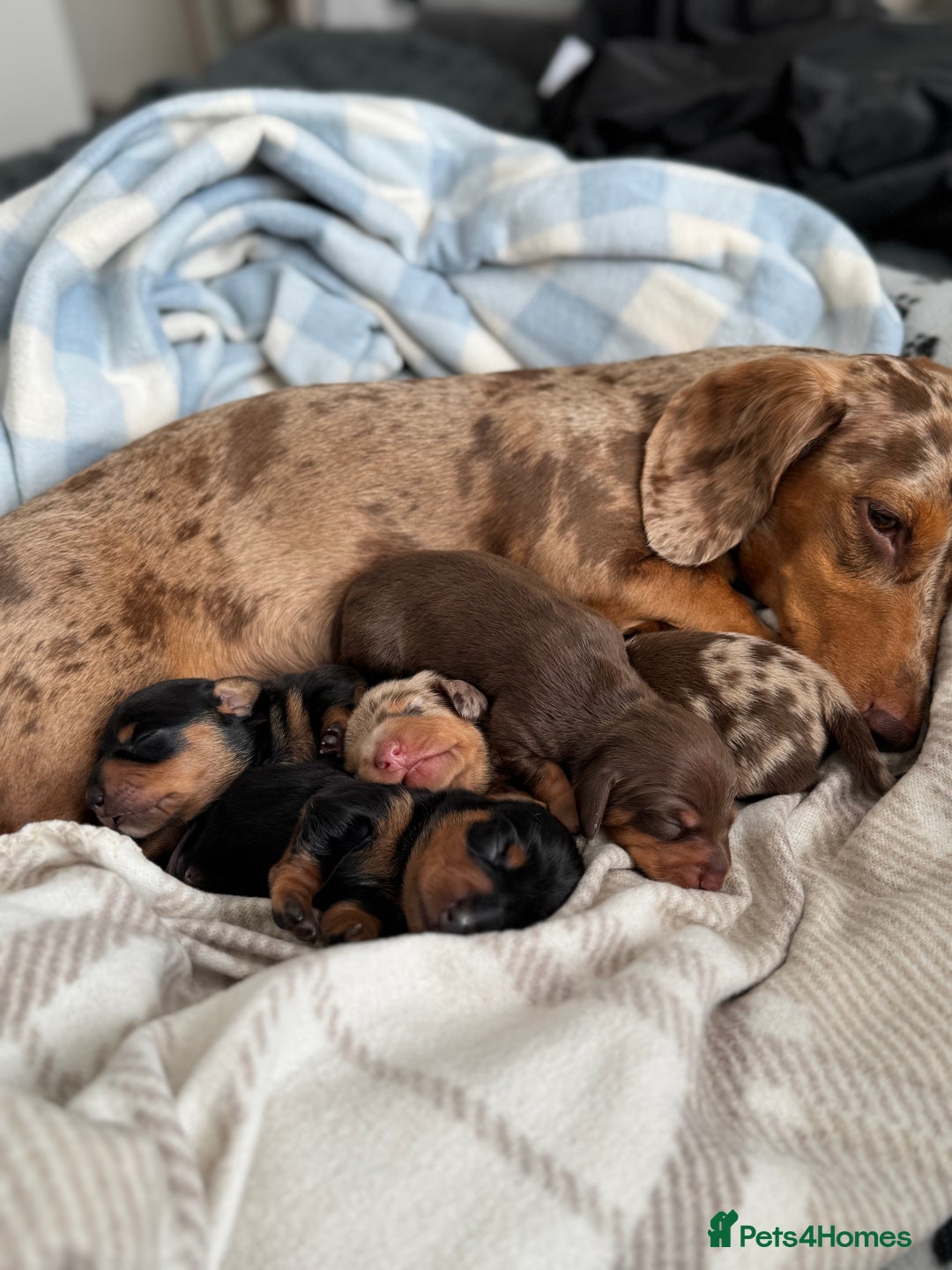 Miniature Dachshund dogs for sale: Miniature daschund  - Image 9