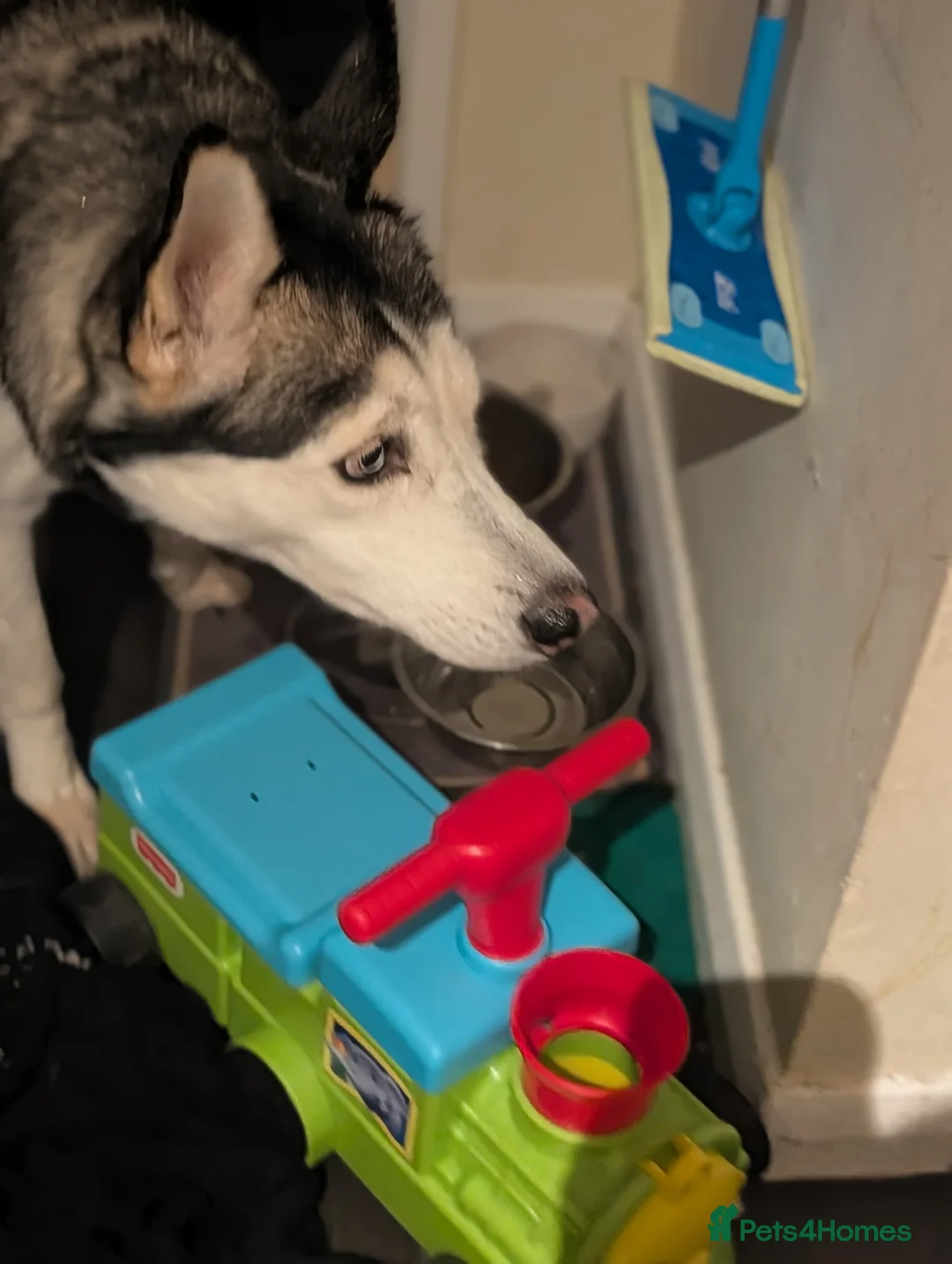 Siberian Husky dogs for sale: 4 year old Husky ♀️ in Alfreton - Advert 3