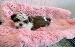 Shih Tzu dogs for sale: 3 Beautiful Shih Tzu girls left 🐶⭐️ - Advert 11