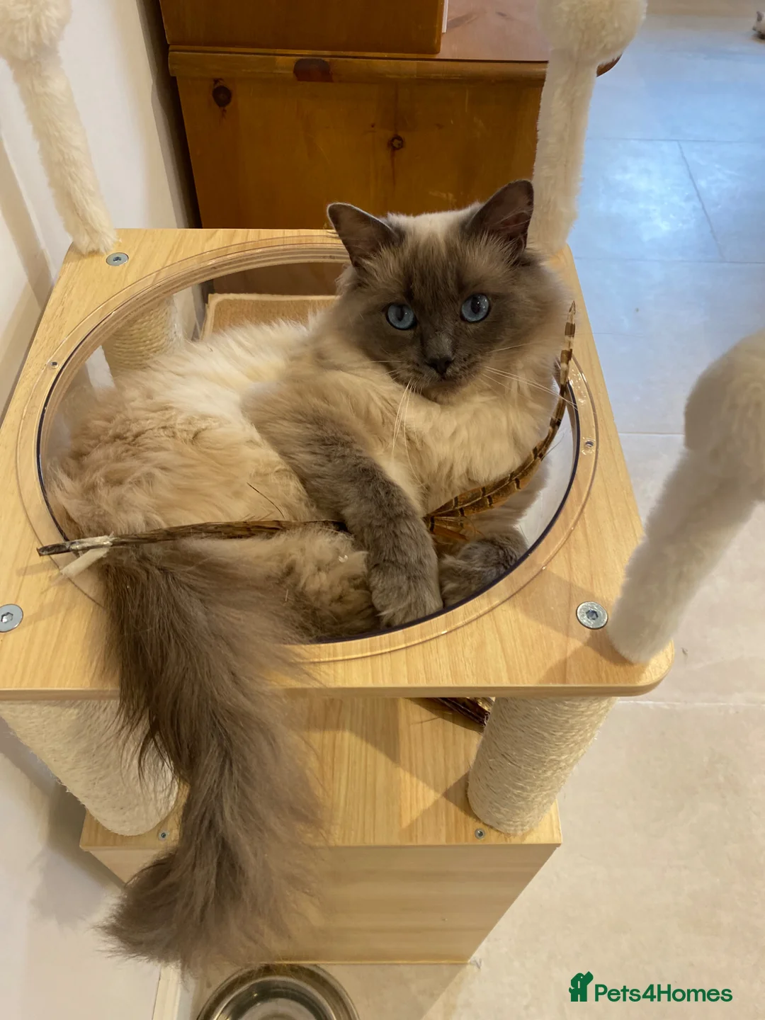Ragdoll cats for sale: GCCF registered male ragdoll cat  - Advert 1