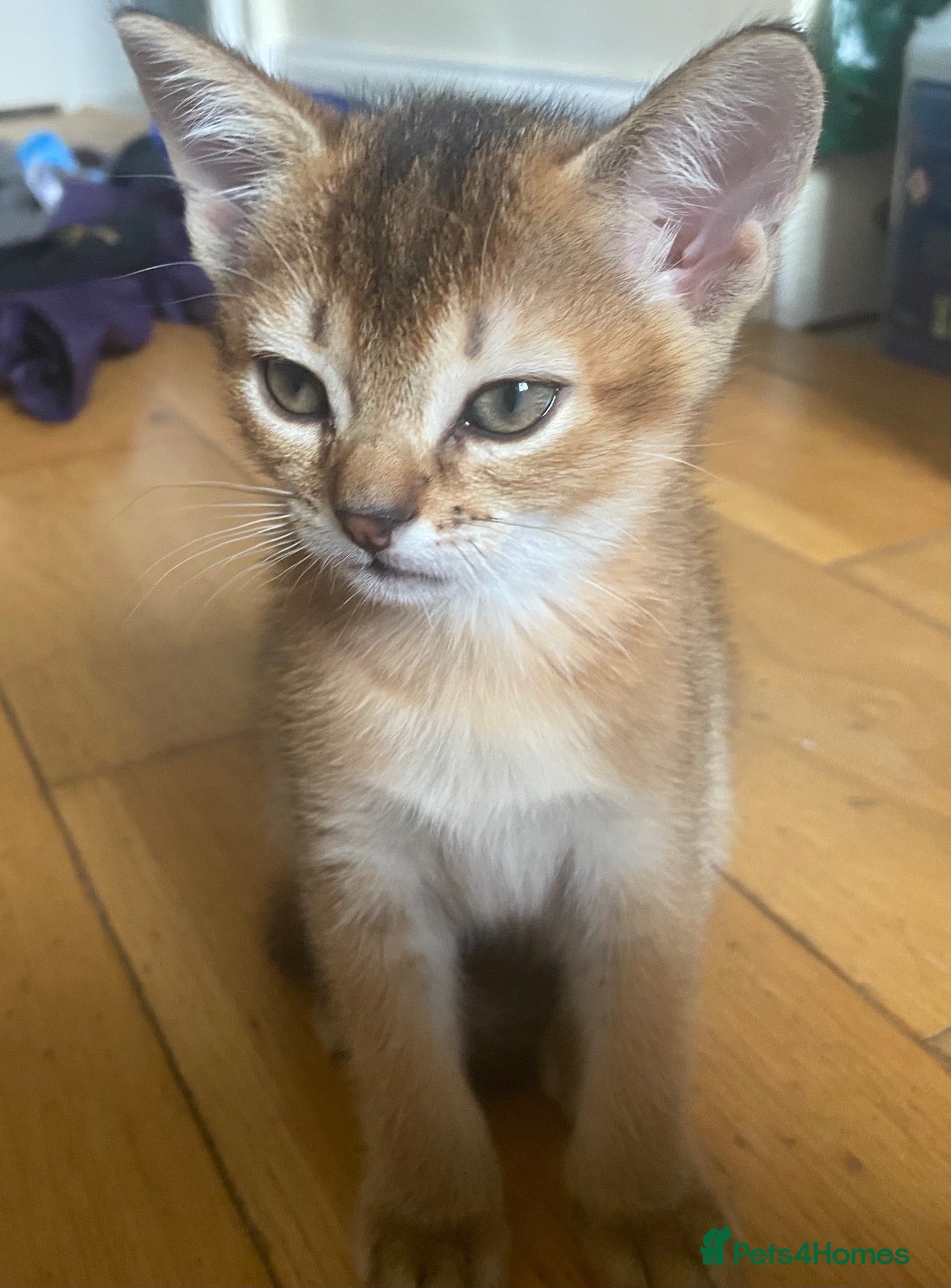 Abyssinian cats Four 3/4 Abyssinian 1/4 British shorthair kittens - Advert 2