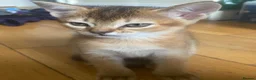 Abyssinian cats for sale: Four 3/4 Abyssinian 1/4 British shorthair kittens in Cambridge - Advert 10
