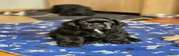 American Cocker Spaniel dogs for sale: American cocker spaniels puppies - Advert 3