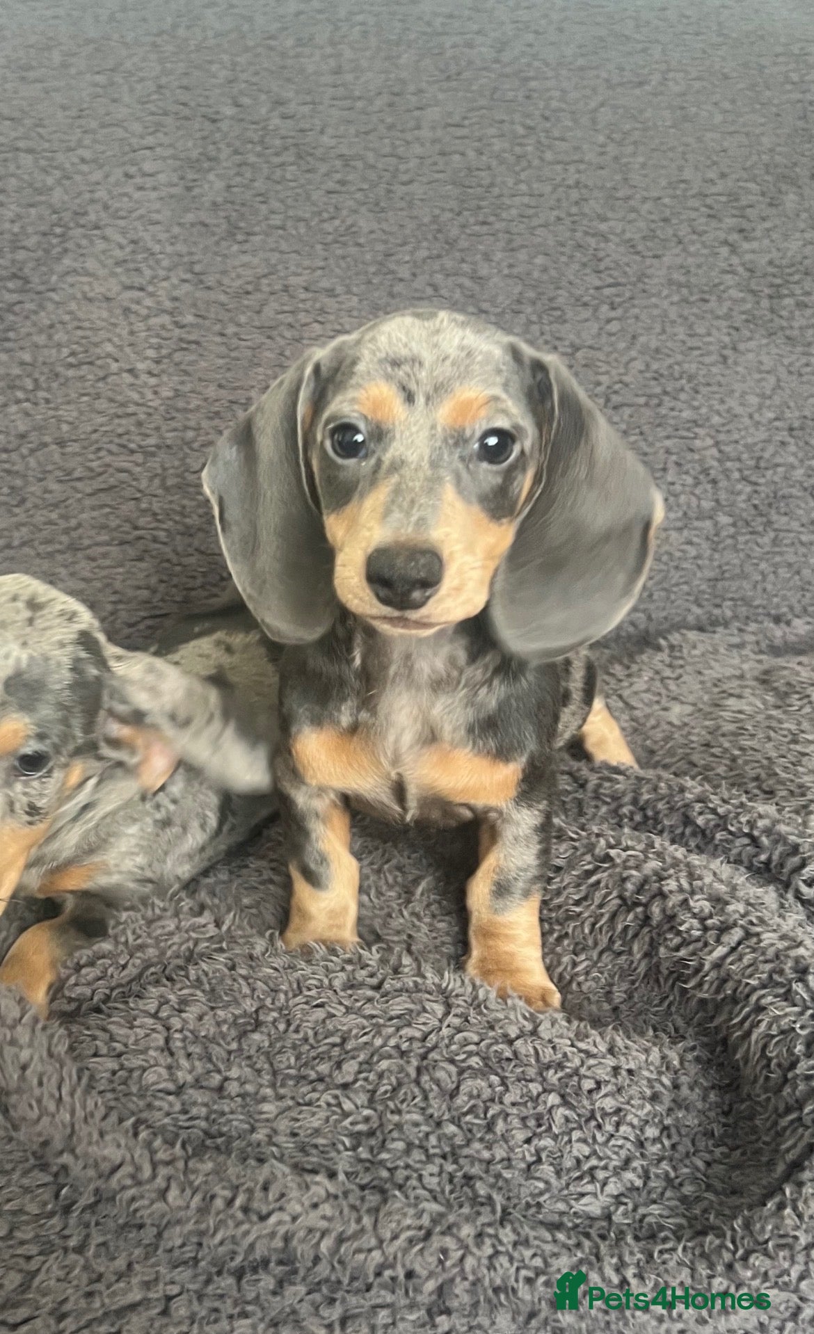 Miniature Dachshund dogs Miniature dachaunds READY NOW LAST GIRL LEFT - Advert 11