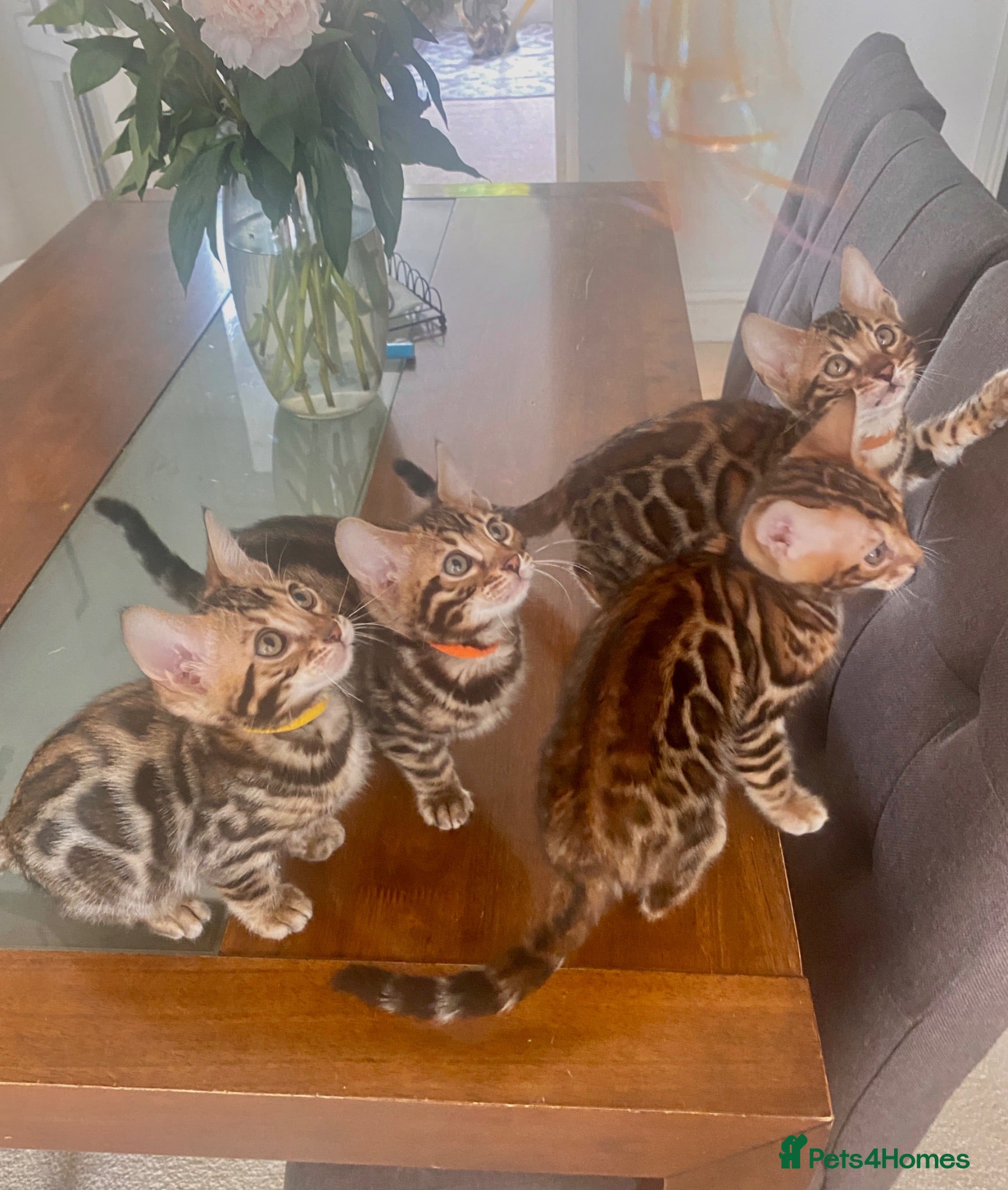 Bengal cats Bengal Wonderful Kitten.TICA registered😸😽😻✨✨✨ - Advert 1