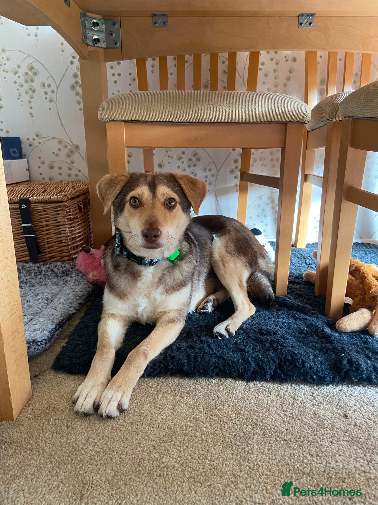 Mixed Breed dogs 🌼 Poppy – Gentle, Sensitive Soul Looking  - Advert 1