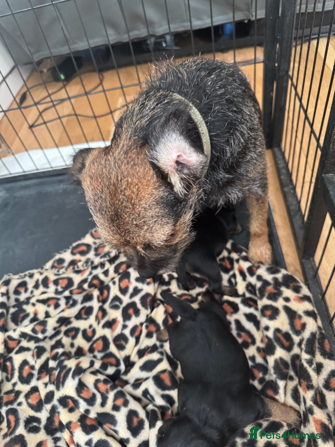 Border Terrier dogs for sale: Beautiful borders  - Image 6