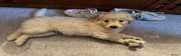 Goldendoodle dogs for sale: Goldendoodle puppies - Advert 6