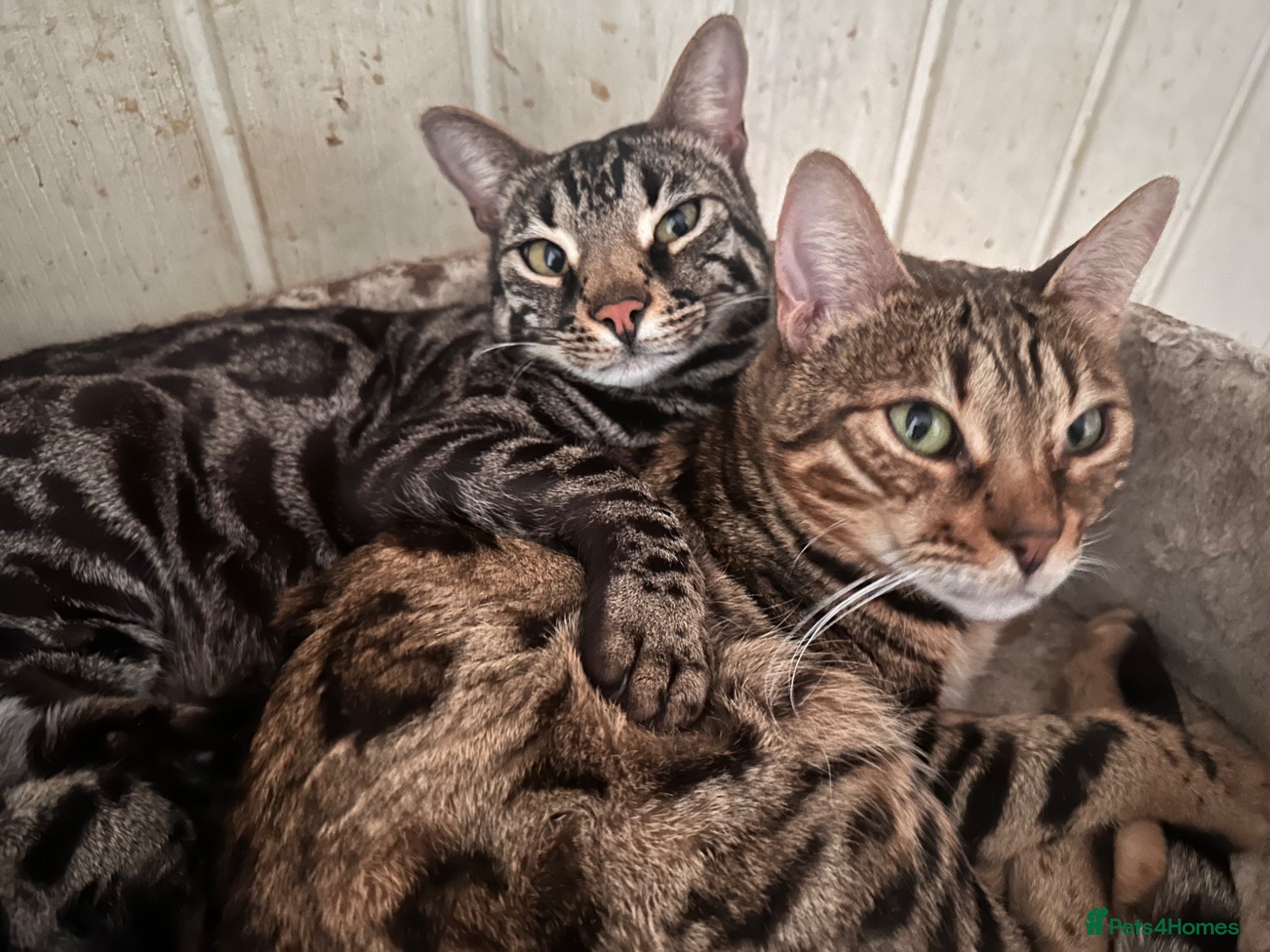 Bengal cats Retired breeding females - brown, silver & smoke - Advert 15