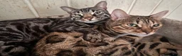 Bengal cats for sale: Retired breeding females - brown, silver & smoke - Advert 1
