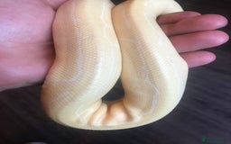 Python Snake reptiles for sale: Female albino pinstipe - Image 2