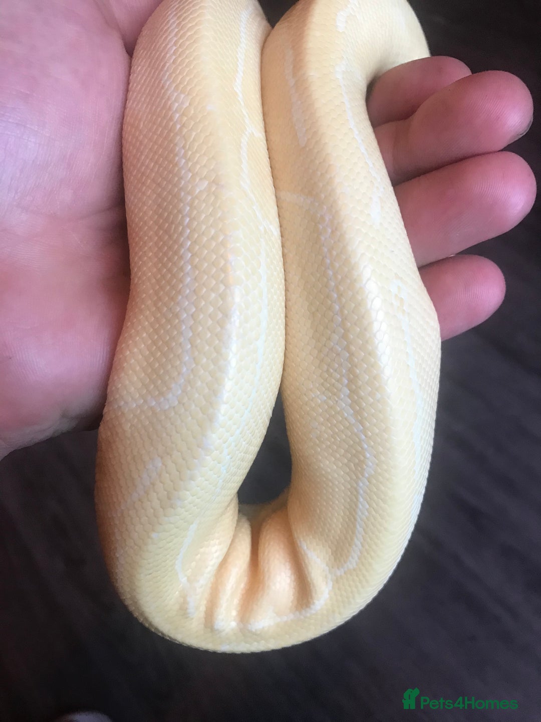 Python Snake reptiles for sale: Female albino pinstipe - Image 2