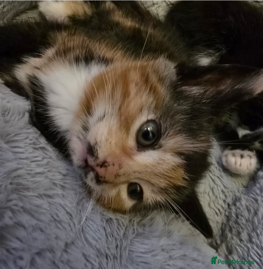 Mixed Breed cats for sale: Beautiful tabby kittens - Advert 3