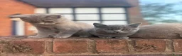 British Shorthair cats for sale: Toast and Bagel - British shorthair boys - Advert 7