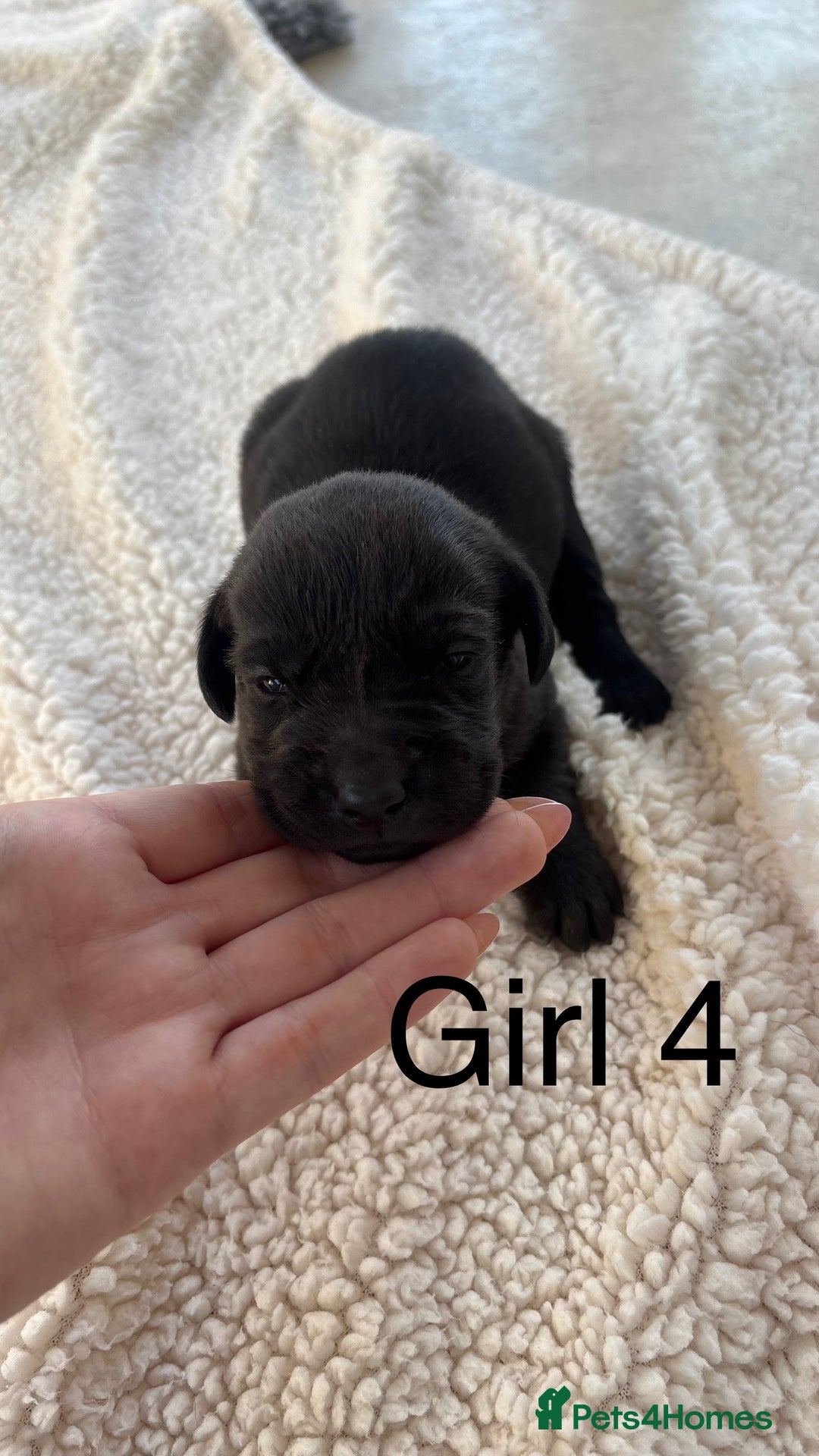 Labrador Retriever dogs for sale: KC registered Labrador pups - Advert 2