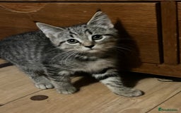 Mixed Breed cats for sale: Adorable kittens  - Image 6