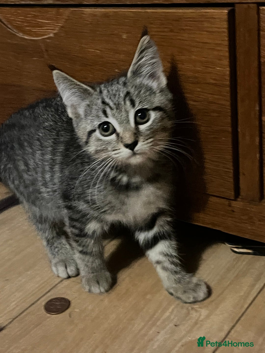 Mixed Breed cats for sale: Adorable kittens  - Image 6