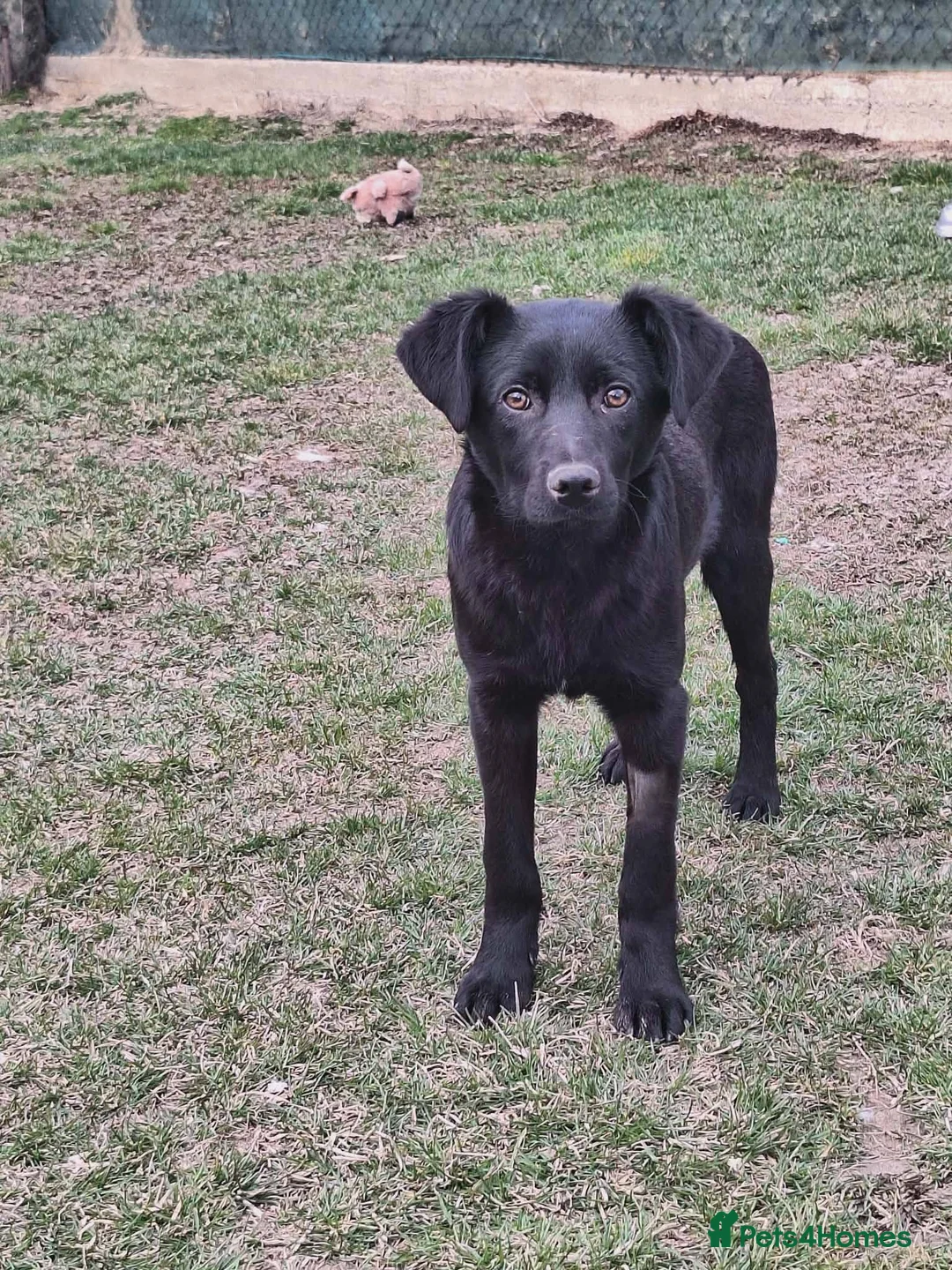 Mixed Breed dogs for adoption: Mocha for adoption - Advert 1