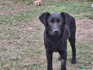 Mixed Breed dogs Mocha for adoption - Advert 2