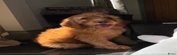Labradoodle dogs for sale: Mini Irishdoodle Ready now! health tested parents  - Advert 11