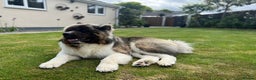 Akita dogs for sale: Well-Behaved, Handsome Akita (4.5 years) - Advert 5