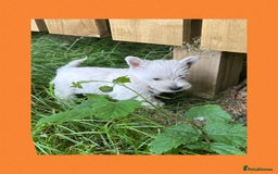 West Highland Terrier dogs for sale: KC Registered West Highland Terries Puppies  - Image 9
