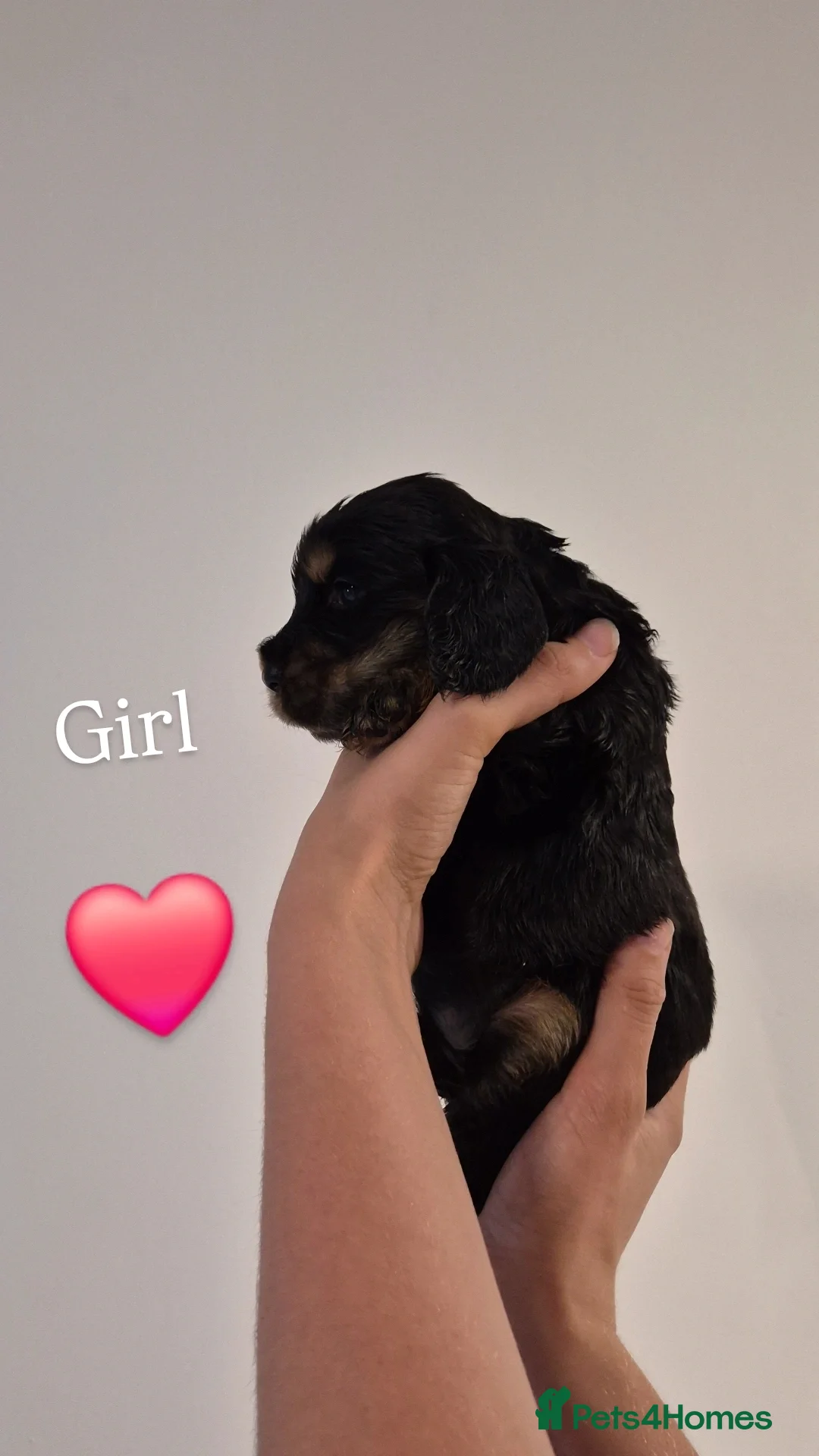 Cocker Spaniel dogs for sale: Kc show cocker spaniel puppies - Image 15