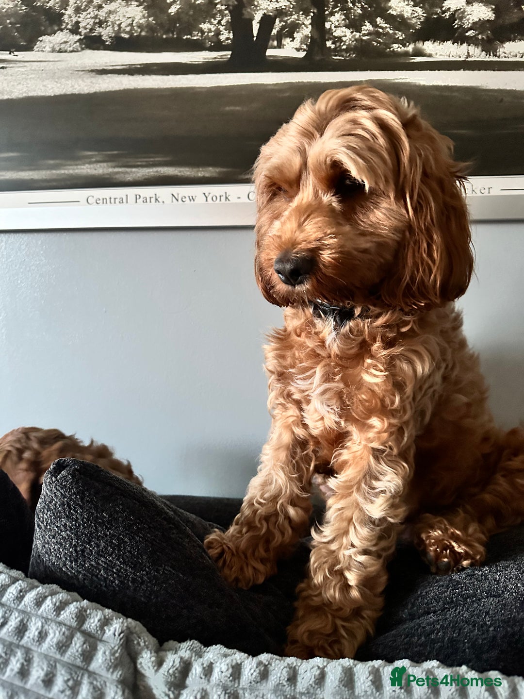 Cockapoo dogs for sale: Stunning Miniature Cockapoo puppies. - Advert 6