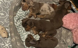 Miniature Dachshund dogs for sale: Mini longhaired Isabella/tan Dachshunds VACCINATED - Image 10
