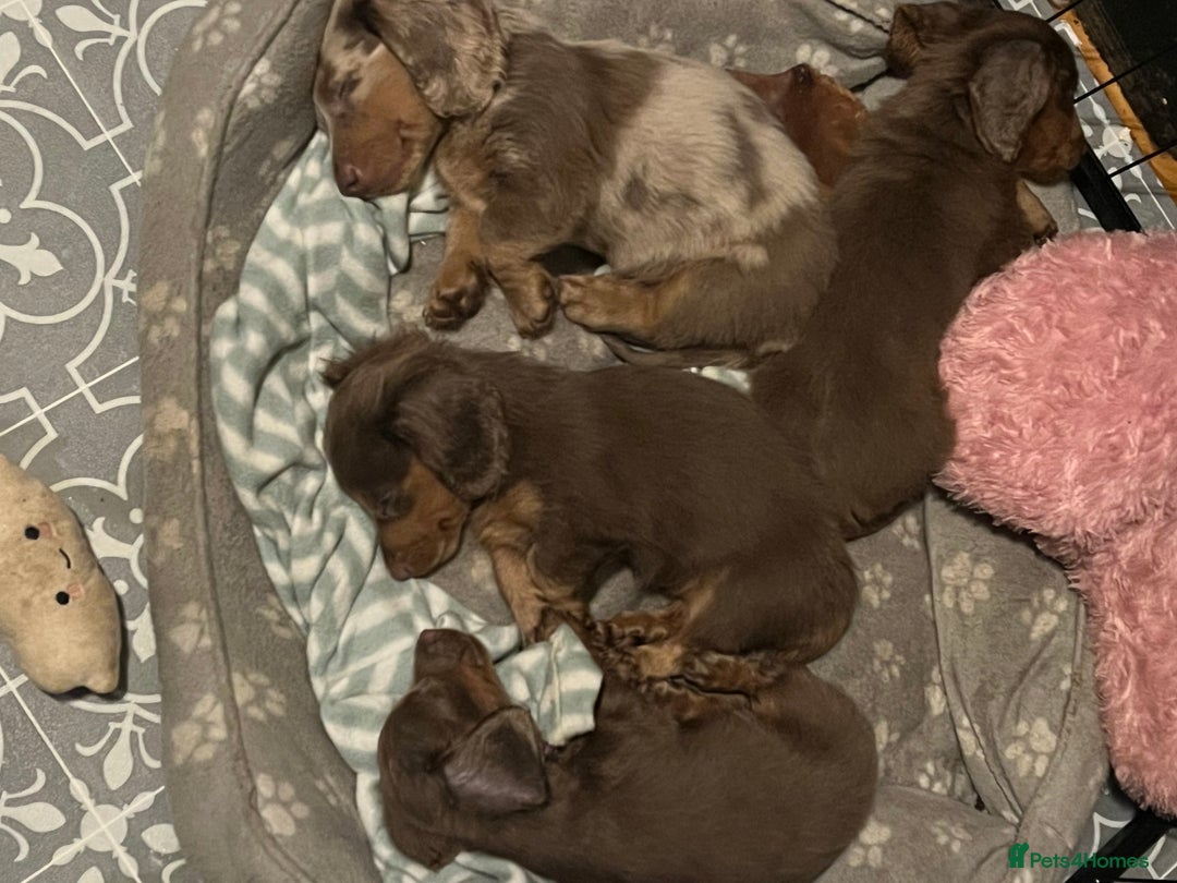 Miniature Dachshund dogs for sale: Mini longhaired Isabella/tan Dachshunds VACCINATED - Image 10