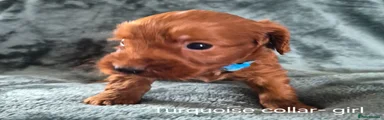 Cockapoo 5