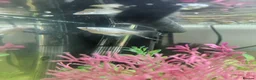 Other/Mixed Breed fish for sale: Fish tank, stand, Frogs and fish all for free  - Advert 9