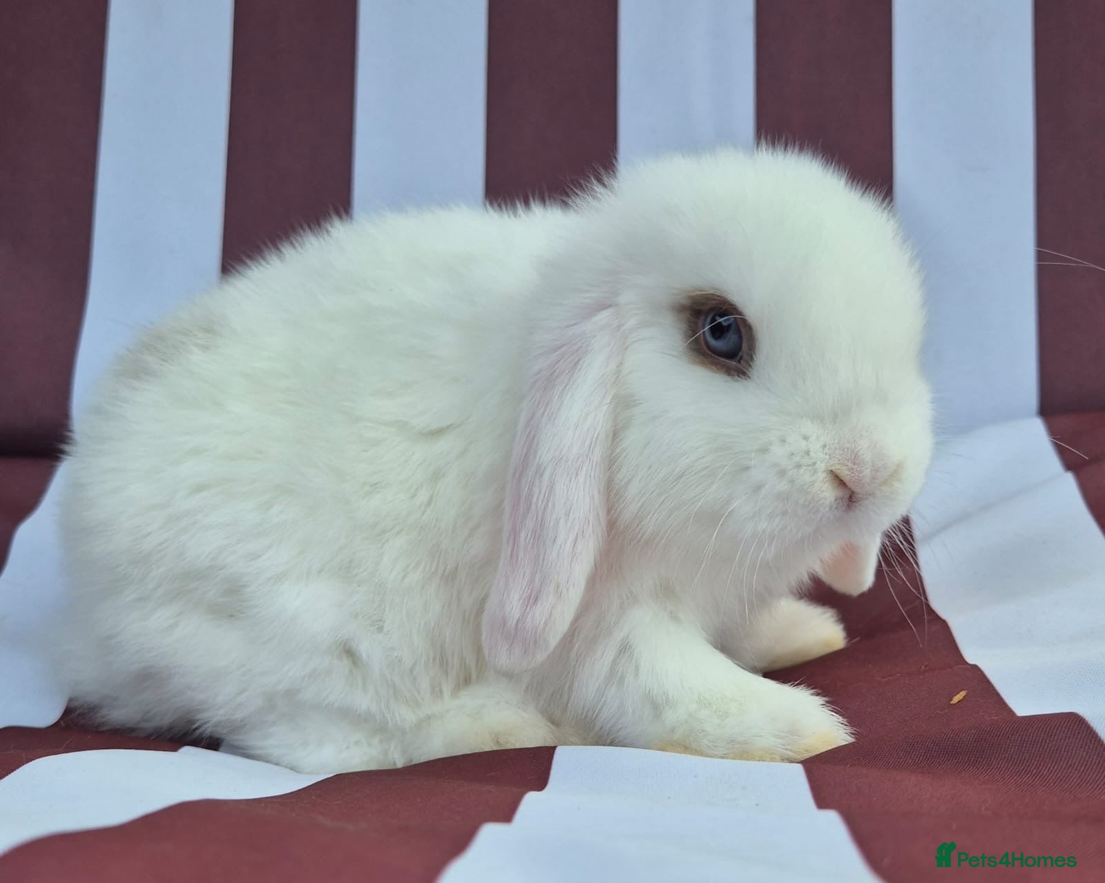 Mini Lop rabbits mini lops  3 left  - Advert 10