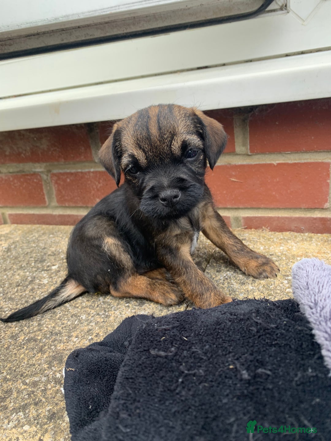 Border Terrier dogs for stud: Border Terrier for stud , Slem tested, family pet  in Woodbridge - Image 5