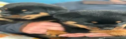 Rottweiler dogs for sale: KC registered rottweiler puppies - Advert 7