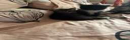 Persian cats for sale: Beautiful playful kittens Persian X  in Brighton - Advert 6