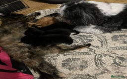 Mixed Breed cats for sale: 4 extremely loving kittens for sale  - Image 5