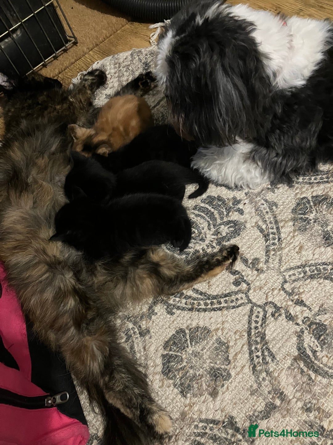 Mixed Breed cats for sale: 4 extremely loving kittens for sale  - Image 5
