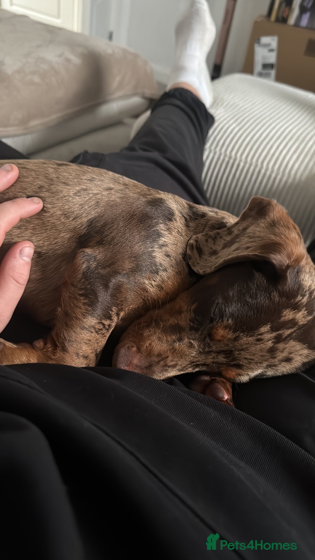 Dachshund dogs for sale: Dachshund puppy!  - Advert 3